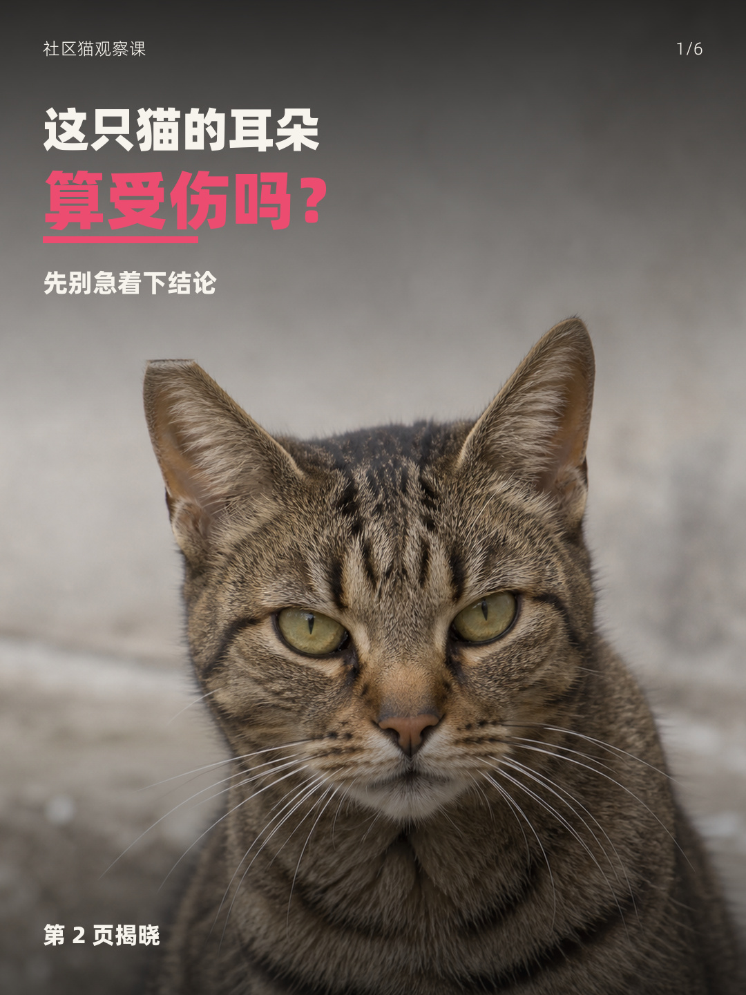 流浪猫耳朵缺一角，不一定是受伤封面